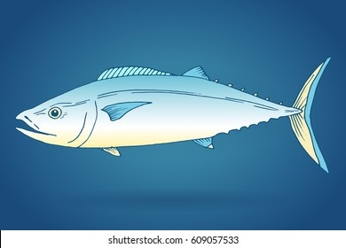 Vector tuna fish hand drawn illustration. Ink outlines and gradient colored sketch with marine animal swimming in the ocean