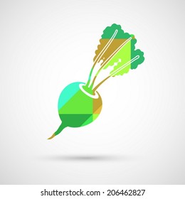 Vector turnip isolated on white