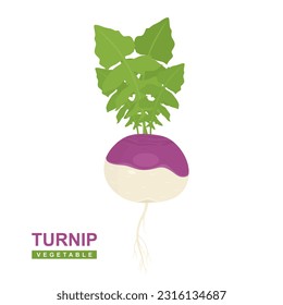 Vector Turnip with leaves in flat cartoon illustration. Vegetable turnip isolated on white background. Healthy and organic food. vector illustration