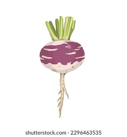 Vector Turnip vegetable illustration on white background