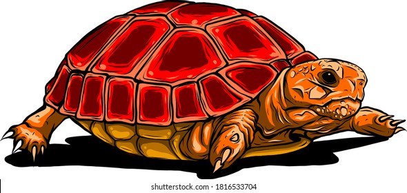 icono de la tortuga vectorial. Ilustración de dibujos animados del icono del vector de tortuga para la web