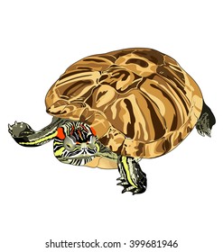 vector turtle. pond slider. Trachemys scripta