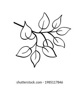 Vector twig with leaves like birch, ficus or aspen, outline hand drawn sketch on white background. Minimal line style. Isolated tree branch, single element for natural floral design.