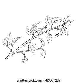 vector twig of wild apple tree with leaves, isolated hand drawn nature element, spring branch, hand drawn illustration