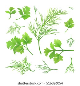 Vector Twigs Of Dill And Parsley