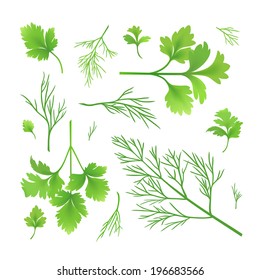 Vector twigs of parsley and dill