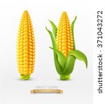 Vector two corn on the cob with leaves. design element