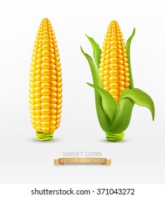 Vector two corn on the cob with leaves. design element