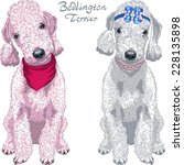 Vector Two dogs Bedlington Terrier breed liver-colored and gray sitting