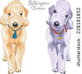 Vector Two dogs Bedlington Terrier breed liver-colored and gray standing