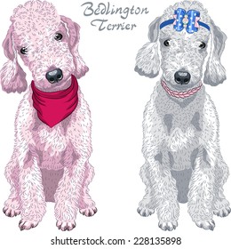 Vector Two dogs Bedlington Terrier breed liver-colored and gray sitting