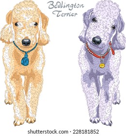 Vector Two dogs Bedlington Terrier breed liver-colored and gray standing