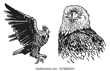 Vector two eagles, eagle flying and portrait of eagle. Bald eagle, symbol of America