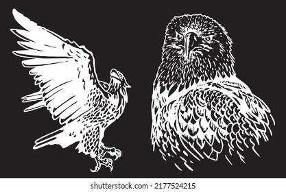 Vector two eagles, eagle flying and portrait of eagle. Bald eagle, symbol of America