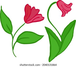 Vector two flowers green leaves and red buds. For print.
