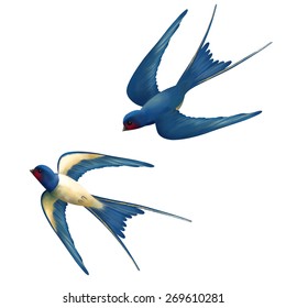 Vector two flying swallows on white background