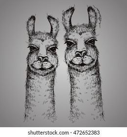 Vector two lamas heads illustration. Llama or alpaca hand drawn ink sketch. Cute pair of mammal animals drawing