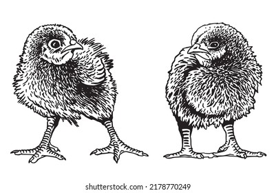 vector two  newborn chicks isolated on white,graphical drawing