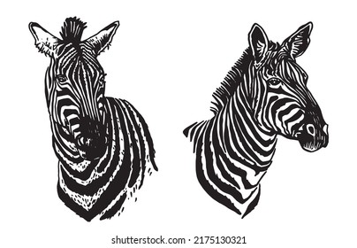 Vector two  portraits of zebra looking right isolated on white, graphical elements