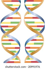 vector two strands of DNA