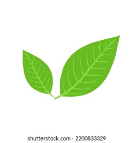 Vector de dos hojas jóvenes que son tan naturales verdes