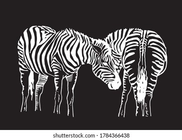 Vector two zebras  isolated on black background, graphical illustration,family