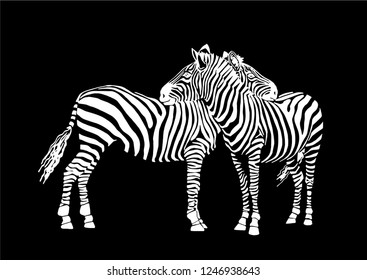 Vector two  zebras standing isolated on black background, graphical sketch, striped couple