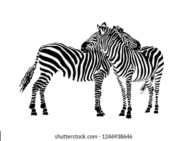 Vector two  zebras standing isolated on white background,graphical sketch, striped couple