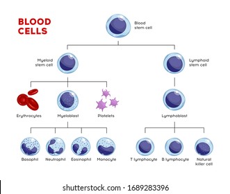 Vector types of blood cells. Erythrocytes, eosinophil, neutrophil, plateletes, leukocytes, lymphocytes, monocytes, basophil etc. Educational chart