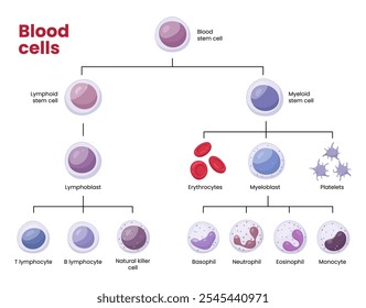 Vector de tipos de células sanguíneas. Eritrocitos, eosinófilos, neutrófilos, plaquetas, leucocitos, linfocitos, monocitos, basófilos, etc. Gráfico educativo