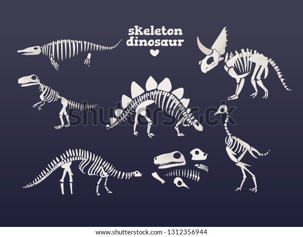 ベクターティラノサウルス ディプロドクス トリケラトプス恐竜の化石骨格セット 先史時代の捕食動物 ジュラスの巨大動物のアイコン 古生物学と考古学の遺物 Tレックスモンスターの白いシルエット のベクター画像素材 ロイヤリティフリー