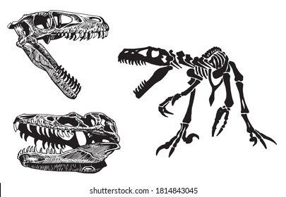 Vector tyrannosaurus skeleton and skulls isolated o white background,paleonthology