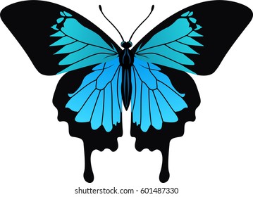 vector Ulysses butterfly from Indonesia