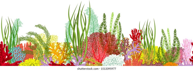 Vector underwater coral reef horizontal  seamless pattern. Undersea bottom texture.