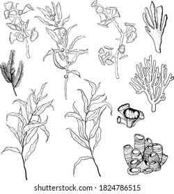 Vector underwater minimalistic set with line art plants and coral reef. Hand painted ocean illustrations isolated on white background. Aquatic illustration for design, print, interior or background.