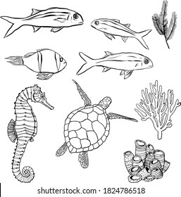 Vector underwater minimalistic set with line art animals. Hand painted fish, turtle, seahorse and coral illustrations isolated on white background. Aquatic illustration for design, print, background.