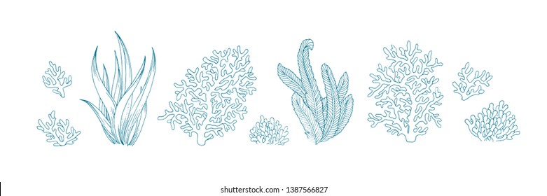 Vector underwater nature design elements set. Illustration of marine reef flora blue outline seaweed and corals isolated on white background. Design elements for sea theme of poster, banner, web.