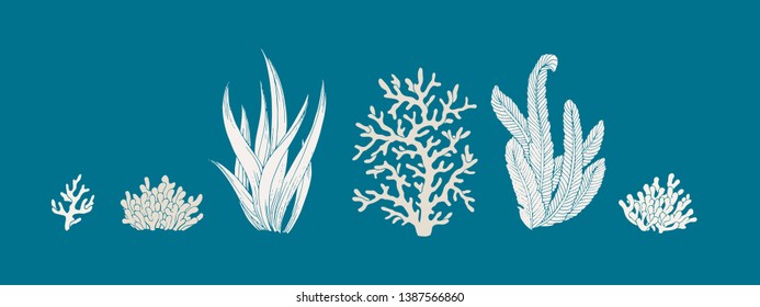 Vector underwater nature design elements set. Illustration of marine reef flora white seaweed and coral isolated on blue background. Design elements for sea theme of poster, banner, web.