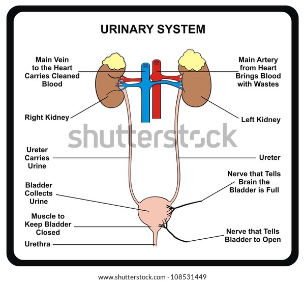 Vector Urinary System Stock Vector (Royalty Free) 108531449