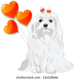 vector Valentine card with a fun dog breed Maltese and red hearts