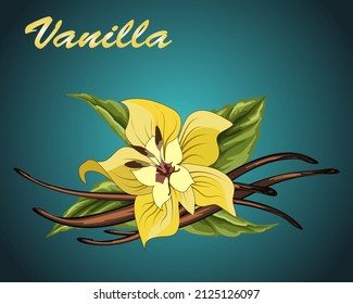Vector vanilla flower and pods.Vanilla flower and pods on colored background with text in vector illustration.