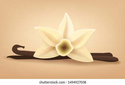 Vector vanilla flower with sticks culinary illustration