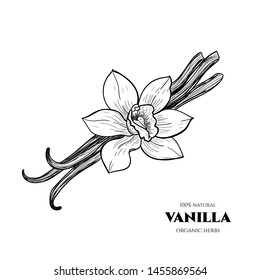 Vector vanilla  hand drawn sketch. Vintage style