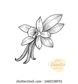 Vector vanilla  hand drawn sketch. Vintage style