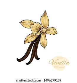 Vector vanilla  hand drawn sketch. Vintage style