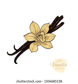 Vector Vanilla  Hand Drawn Sketch. Vintage Style