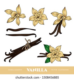 Vector Vanilla  Hand Drawn Sketch. Vintage Style