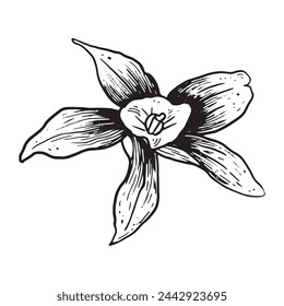 Vector vanilla hand drawn sketch. Vintage style