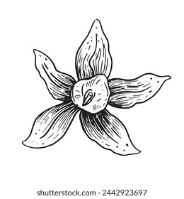 Vector vanilla hand drawn sketch. Vintage style