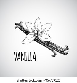 vector vanilla hand drawn sketch